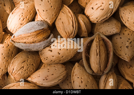 Amandes fraîchement récoltées dans leur coquille Banque D'Images