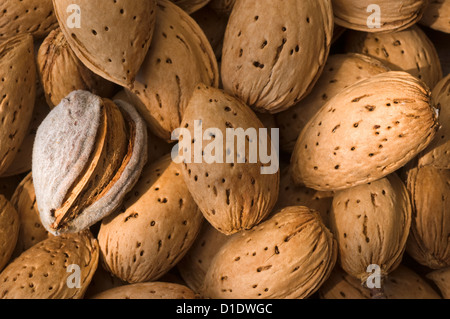 Amandes fraîchement récoltées dans leur coquille Banque D'Images