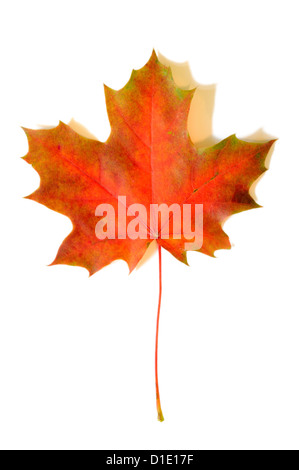 L'automne jaune feuille d'érable avec des ombres douces sur fond blanc Banque D'Images