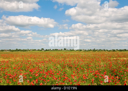 Red poppies in rural field avec le village historique Banque D'Images