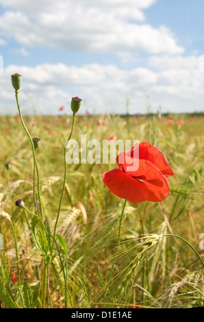 Coquelicot avec des fruits dans les champs de cultures et ciel nuageux Banque D'Images