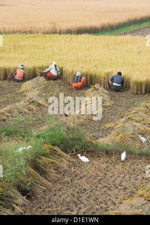 Les hommes et les femmes indiennes des plants de riz à la main au moment de la récolte. L'Andhra Pradesh, Inde Banque D'Images