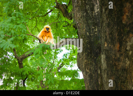 Gee's Golden Langur, Langur Doré, assis dans l'arbre, Guwahati, Assam, Inde. Banque D'Images