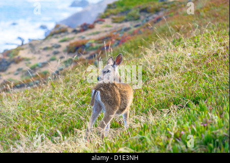 Jeune black-tailed deer regardant la caméra Banque D'Images