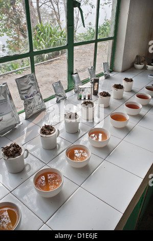 Usine de thé de Glenburn, près de Darjeeling, au Bengale occidental, en Inde, en Asie Banque D'Images
