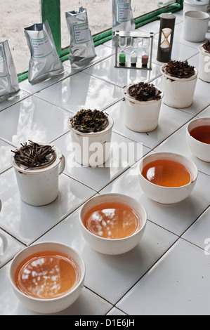 Usine de thé de Glenburn, près de Darjeeling, au Bengale occidental, en Inde, en Asie Banque D'Images