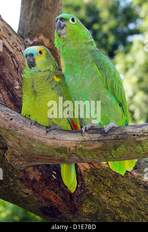 Les monts Mealy (Amazona farinosa) et à la façade bleu Amazon (Amazona aestiva) originaire de l'Amérique du Sud assis en captivité Banque D'Images