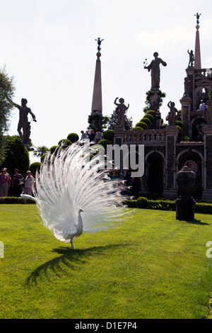 Peacock dans les jardins à l'Borromeo Isola Bella, Stresa, Lac Majeur, Piémont, lacs italiens, Italie, Europe Banque D'Images