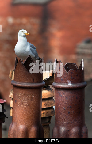 Goéland argenté (Larus argentatus) sur des pots de cheminée en ville, Newcastle, Angleterre, Royaume-Uni, Europe Banque D'Images