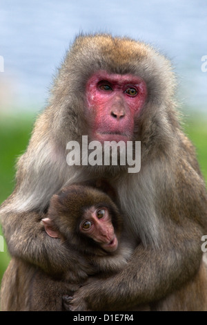 Snow monkey, macaque japonais (Macaca fuscata) avec bébé, en captivité, Royaume-Uni, Europe Banque D'Images