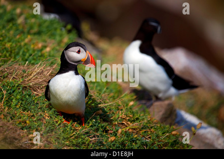 Macareux moine, Fratercula arctica, sur les falaises à l'Îles Saltee, au large de la côte de Wexford, Irlande. Banque D'Images