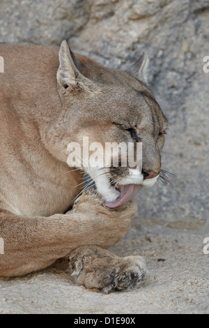 Mountain lion (Cougar) (puma) (Puma concolor) nettoyage après les repas, Zoo Living Desert and Gardens State Park, New Mexico, USA Banque D'Images