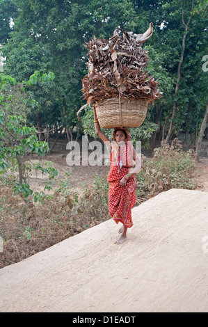 Femme en sari rouge Village carrying basket de sécher les feuilles de palmier sur la tête, Ballia rural, Orissa, Inde, Asie Banque D'Images