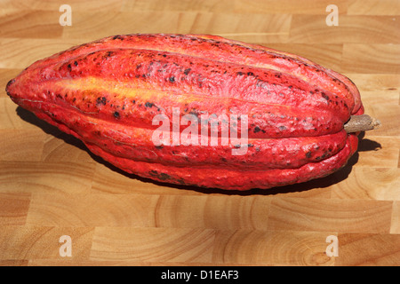 La Grenade. Close-up of ripe Cacao (Cocoa) fruits. Banque D'Images