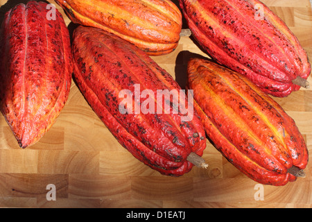 La Grenade. Close-up of ripe Cacao (Cocoa) fruits. Banque D'Images