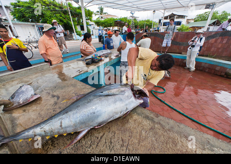 Marché de poissons local, Puerto Ayora, l'île de Santa Cruz, l'île des Galapagos, archipel de l'Équateur, en Amérique du Sud Banque D'Images