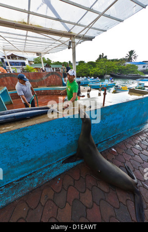 Marché de poissons local, Puerto Ayora, l'île de Santa Cruz, l'île des Galapagos, archipel de l'Équateur, en Amérique du Sud Banque D'Images