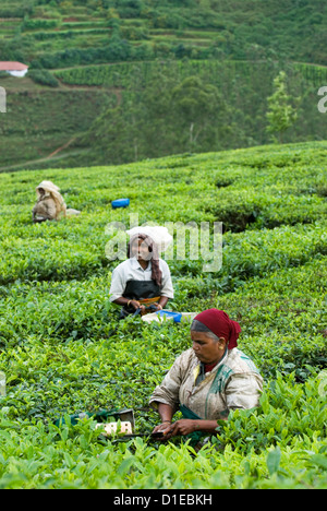 Prendre le thé sur une plantation de thé, près de Munnar, Kerala, Inde, Asie Banque D'Images