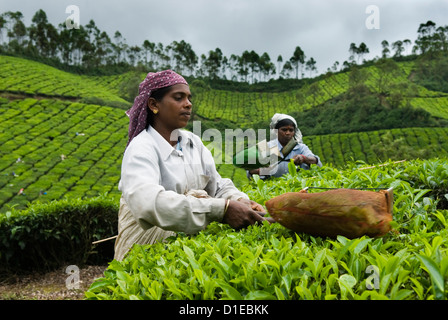 Les cueilleurs de thé, près de Munnar, Kerala, Inde, Asie Banque D'Images