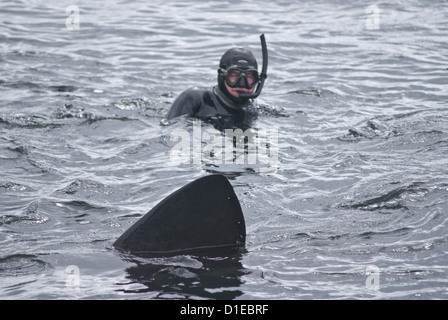 Approché par plongeur requin pèlerin (Cetorhinus maximus), Hébrides, Ecosse, Royaume-Uni, Europe Banque D'Images