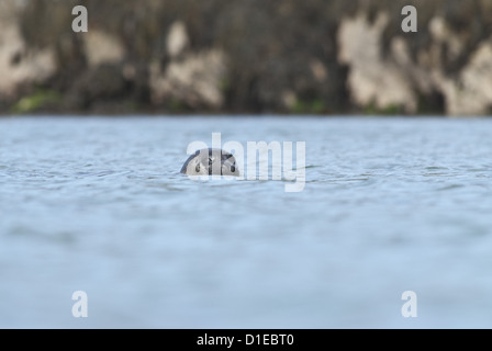 Phoque gris (Halichoerus grypus) sur les cairns de Coll, Hébrides, Ecosse, Royaume-Uni, Europe Banque D'Images