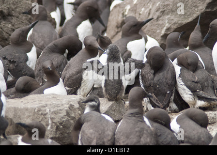 Common guillemot (Uria aalge), Île de Lunga, Hébrides intérieures, Ecosse, Royaume-Uni, Europe Banque D'Images