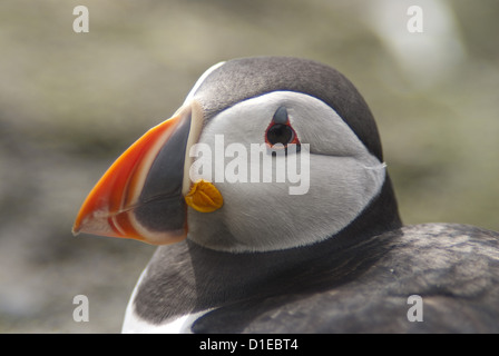 Macareux moine (Fratercula arctica), Lunga, Hébrides intérieures, Ecosse, Royaume-Uni, Europe Banque D'Images