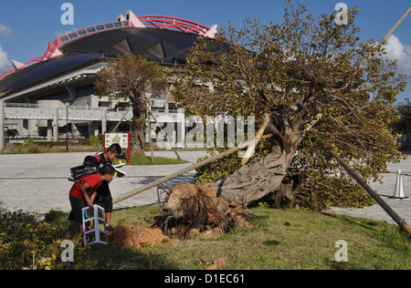 Naha (Okinawa, Japon), les enfants de regarder un arbre de traction par un typhon près du Budokan Banque D'Images