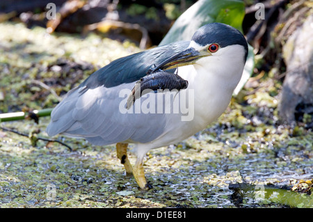 Ameiurus nebulosus, barbottes, mit Katzenwels Audubon Corkscrew Swamp Sanctuary ., Florida, USA Banque D'Images