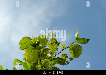 Arbre branche noisette sur fond bleu ciel nuageux. Ecologic natural nutrition saine. Banque D'Images