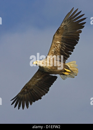 Pygargue à queue blanche (Haliaeetus albicilla), vol, la Norvège Seeadler Banque D'Images