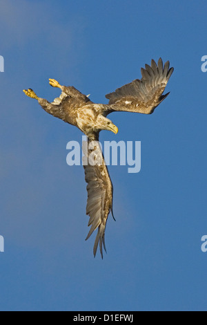 Pygargue à queue blanche (Haliaeetus albicilla), vol, la Norvège Seeadler Banque D'Images