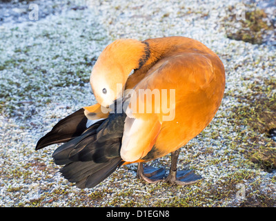 Un tadorne casarca Tadorna ferruginea () à Martin, un simple Wildfowl and Wetlands Trust, réserve d'oiseaux près de Southport, Banque D'Images