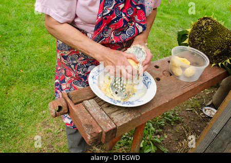 Vieille Femme tablier avec grille mains peler les pommes de terre avec de l'acier shredder sur l'outil table extérieur en bois. Banque D'Images