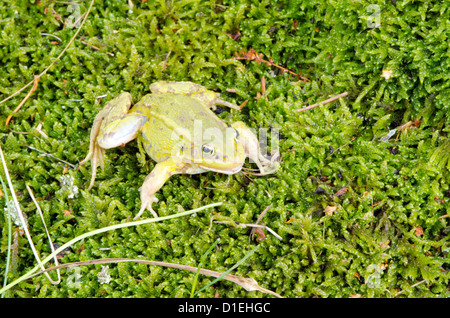 Lithobates clamitans Grenouille verte sur la mousse humide camouflage Banque D'Images