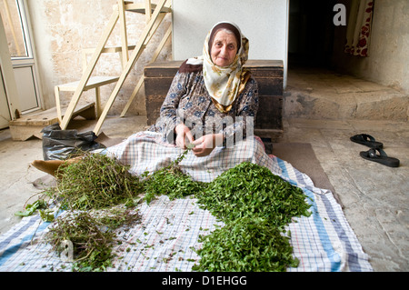 Une femme arabe turque retire des feuilles de menthe de leurs tiges dans la ville de Savur, Tur Abdin, dans la région orientale de l'Anatolie, dans le sud-est de la Turquie. Banque D'Images
