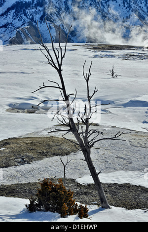 Les chicots morts donnant sur les terrasses supérieures, le Parc National de Yellowstone, Wyoming, USA Banque D'Images