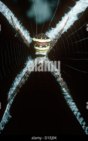 Multi-colored orb weaver (femelle araignée Argiope versicolor : Araneidae) dans son site web, la forêt tropicale de Sumatra. Banque D'Images