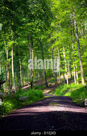 Un chemin de terre dans la forêt mixte (chêne, hêtre, aulne), été, par Beckingen, Sarre / Allemagne, Banque D'Images