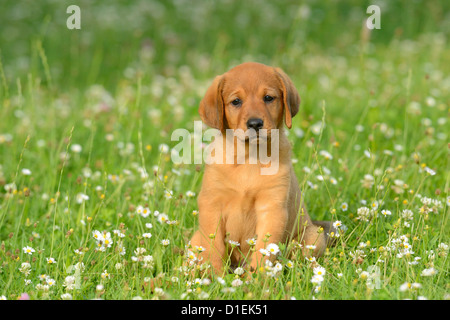 Brown mongrel puppy sitting in meadow Banque D'Images