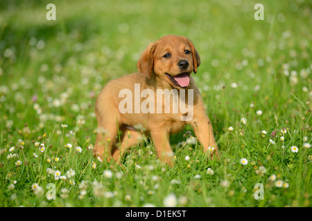 Chiot bâtard brun dans le pré Banque D'Images