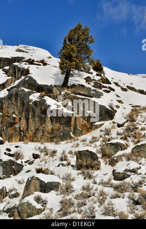 Les affleurements de roche et de la neige fraîche dans le Lamar Canyon, le Parc National de Yellowstone, Wyoming, USA Banque D'Images