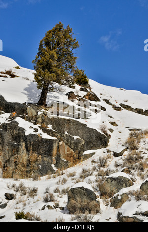 Les affleurements de roche et de la neige fraîche dans le Lamar Canyon, le Parc National de Yellowstone, Wyoming, USA Banque D'Images