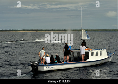 Les touristes en bateau d'observation des baleines Moana quatre baleines mâles en compétition pour l'attention d'une femelle à proximité. Ha'apai Tonga Banque D'Images