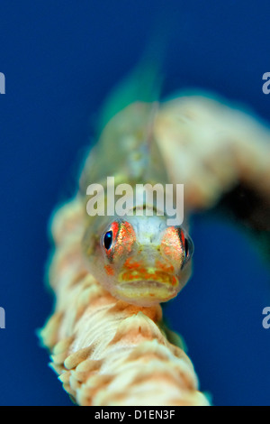 Grand fouet goby (Bryaninops grand) sur les coraux mous, Vitu, îles de la mer de Bismark, la Papouasie-Nouvelle-Guinée, underwater Banque D'Images