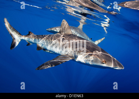 Deux requins gris de récif (Carcharhinus amblyrhynchos), près de père des récifs, la mer de Bismark, la Papouasie-Nouvelle-Guinée, underwater Banque D'Images