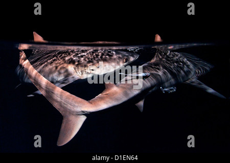Deux requins gris de récif (Carcharhinus amblyrhynchos) dans la nuit, près de père des récifs, la mer de Bismark, la Papouasie-Nouvelle-Guinée, underwater Banque D'Images