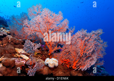 Gorgones noués (Melithaea ochracea), près de père des récifs, la mer de Bismark, la Papouasie-Nouvelle-Guinée, underwater Banque D'Images