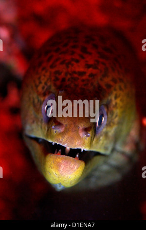 Géant Juveline Moray (Gymnothorax javanicus), Kavieng, New Ireland, Papouasie Nouvelle Guinée, underwater Banque D'Images