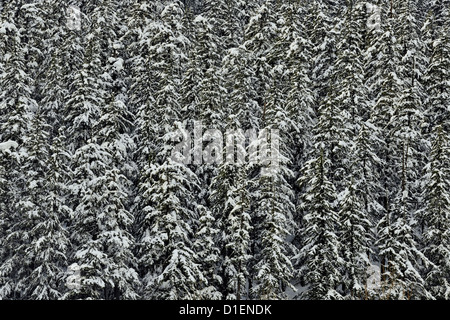 Forêt de pins couverts de neige près du col Rogers, le parc national des Glaciers, C.-B., Canada Banque D'Images